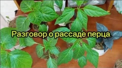 Рассада перца.Мое мнение смотреть онлайн