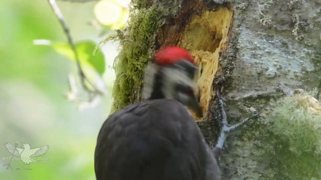 Hilarious Nature Film Outtakes: Sir David Attenborough Parody смотреть онлайн