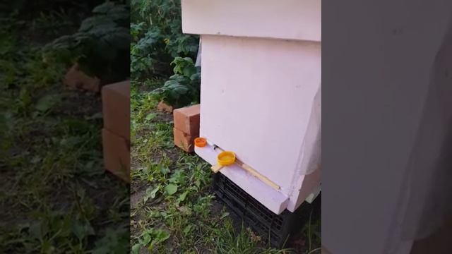 6 рамочный улей из ППС смотреть онлайн