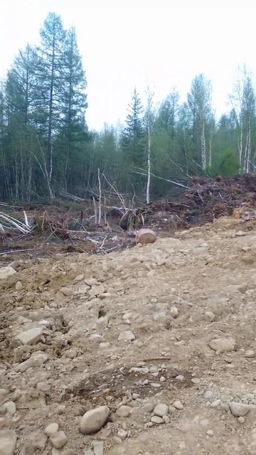 медведь приходит каждый день бочку с мусором разворашивает прикормили блин смотреть онлайн