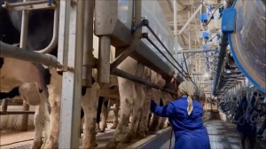 Дойка коров на ферме РЗА