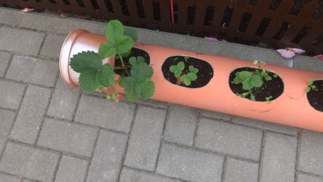 Горизонтальная посадка клубники смотреть онлайн