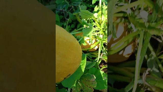 Урожай тыквы смотреть онлайн