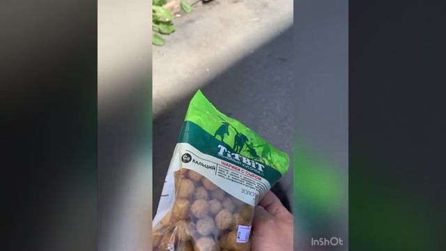 Просто прогулялись ☺️ сходили в зоомагазин купили вкусняшки для Глаши 😁 смотреть онлайн