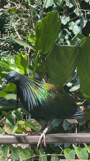 Colorful Nicobar Pigeon Bird смотреть онлайн