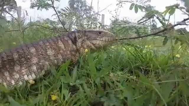 Dracaena paraguayensis смотреть онлайн