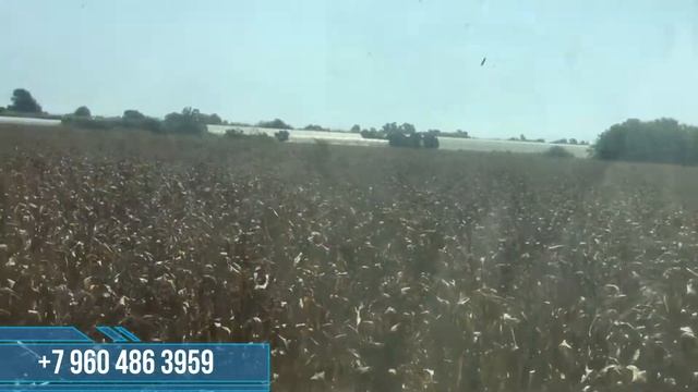 Кукурузная жатка обзор Приехали убирать турецкую кукурузу смотреть онлайн