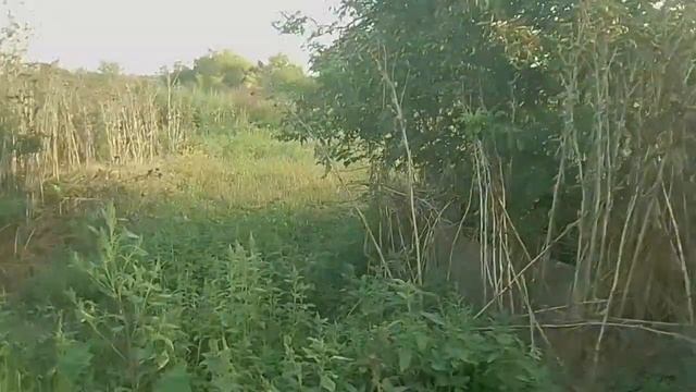 ПОДЖЕЛУДОЧНАЯ ЖЕЛЕЗА - Что Ей Враг и Что Ей Друг... смотреть онлайн