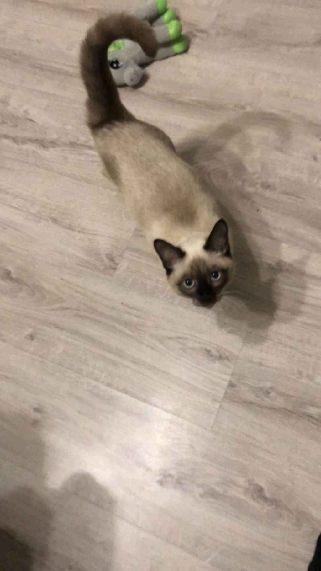 на канале Вики Tik Tok Show