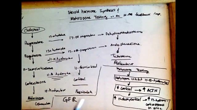 Steroid hormone synthesis and metyropone testing HPA feedback loop смотреть онлайн