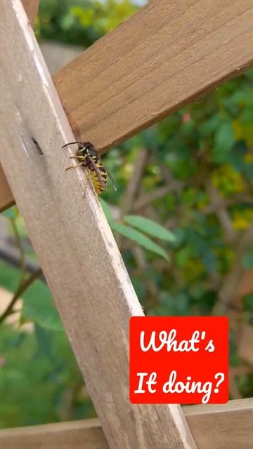 wasp eating my wood 🪵 🐝 смотреть онлайн