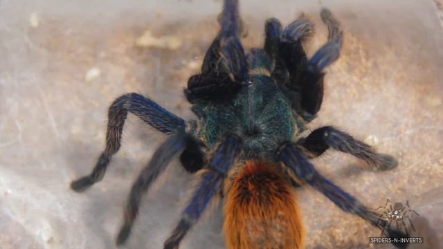 Tarantula Feeding: Chromatopelma cyaneopubescens "Greenbottle Blue" (GBB): Spiders-N-Inverts #14 смотреть онлайн