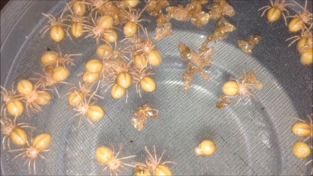 Poecilotheria metallica: first instars смотреть онлайн