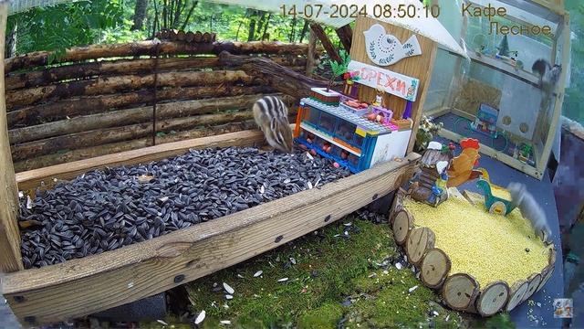 Поползень показывает каратэ олененку Eurasian nuthatch shows a karate move to the fawn #nuthatch смотреть онлайн