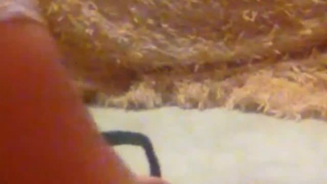 Уборка в клетки хомяка. Соня Моня. 04.02.18 смотреть онлайн