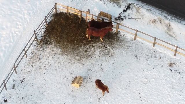 Лошадиная семья смотреть онлайн