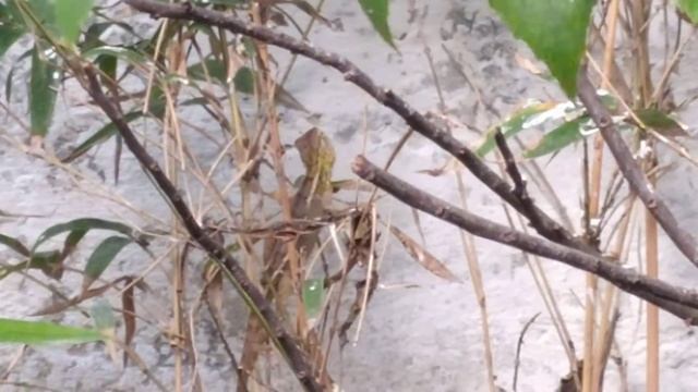 bunglon di aviary part 2 смотреть онлайн