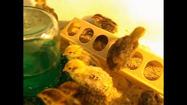 ПЕРЕПЕЛА В МОЁМ ХОЗЯЙСТВЕ