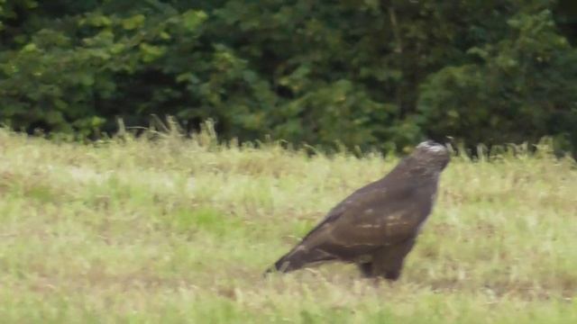 Common Buzzard - Buto Buteo смотреть онлайн