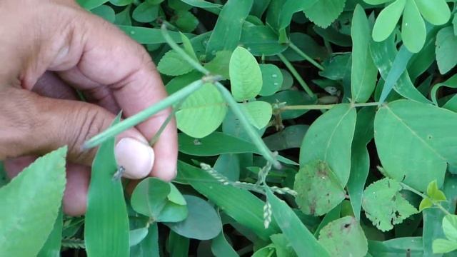 Key Symptoms: Felons on the fingers. © Pankaj Oudhia смотреть онлайн