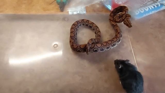 Rainbow boa feeding \ радужный удав,охота смотреть онлайн