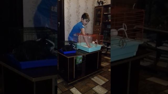 Чищу клетку морской свинке. смотреть онлайн