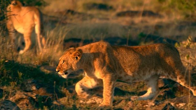 ULTRA SHARP 8K DOLBY VISION™ (60 FPS) смотреть онлайн