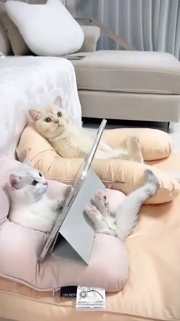 Уикэнд 😜 #кошки #котята #shorts