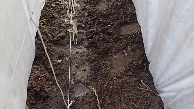 Огурцы под теневым навесом смотреть онлайн