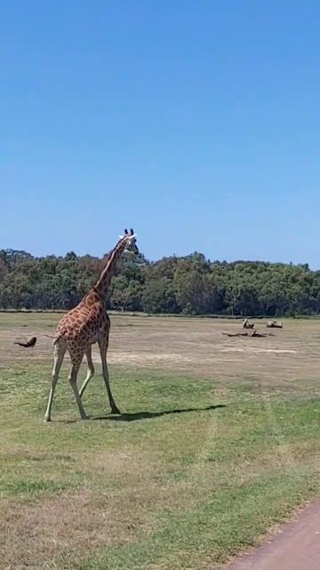The Running Giraffe смотреть онлайн