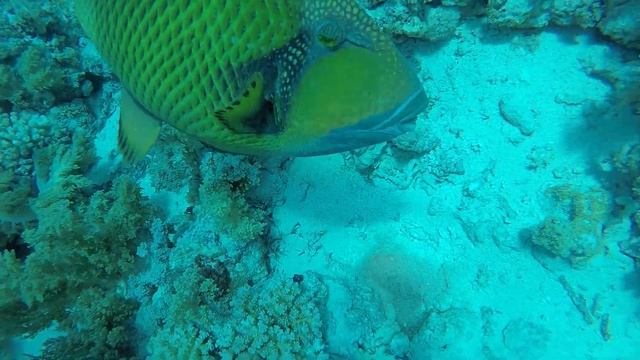 Triggerfish attacks смотреть онлайн