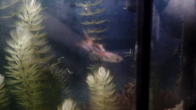 Одинокий гуппи