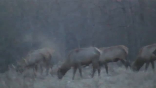 elk in the natural habitat смотреть онлайн