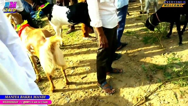 2023 Maniya bakra mandi Qurbani Agra se 41km dur maniya zkd смотреть онлайн