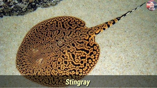 Top 20 Best Tank Mates For Parrot Fish || These Fishes Are Compatible With ParrotFish || смотреть онлайн