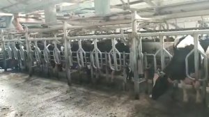 Работа доильного зала "Параллель", ч.1