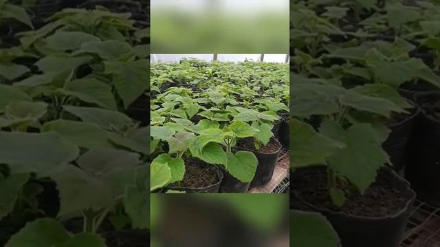 Россия Казахстан Астана Шымкент Алмата