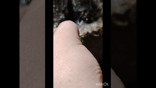 Моссариум часть 1