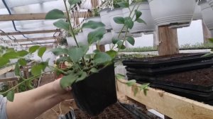 Формировка, черенкование тайдалов(самая большая петуния в мире).