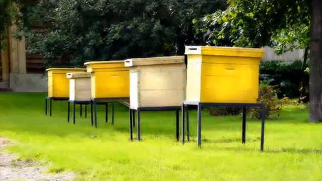 Кто пчёлок уважает смотреть онлайн