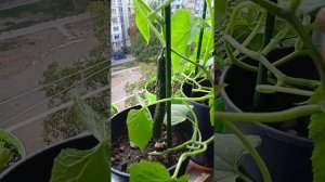 Огурцы на балконе выращивание