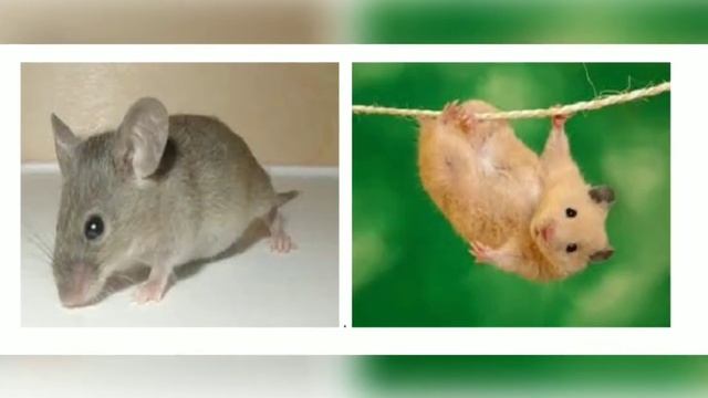 Tushda SİCHQON kursa nima bo'ladi❓Tushda KALAMUSH ko'rsa nima bo'ladi❓ смотреть онлайн