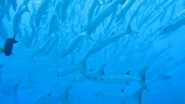 Baracuda strom SIPADAN Sabah 2008 смотреть онлайн