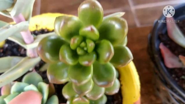 fiz arranjos novos de Suculentas "💗🌷😃 primeiro vídeo do ano " смотреть онлайн