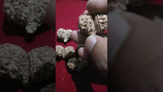 Gauri shankar Ganesh Nepali Rudraksha mob.- 9905207417 смотреть онлайн