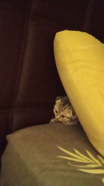 Лазит за подушкой