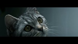 Whiskas - Curiosity Drip Jelly RUS