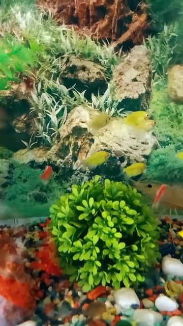 Beautiful ornamental fish🐠🐡🐟|#shorts #fish #fishing #Animal смотреть онлайн