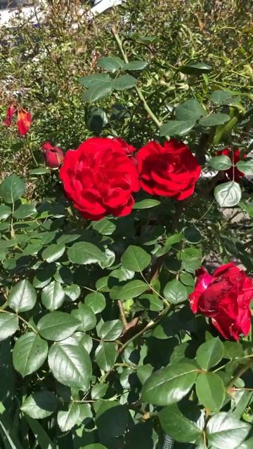 Розы 🥀 в Сочи смотреть онлайн