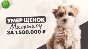 Умер щенок Мальтипу за 1 500 000 рублей.